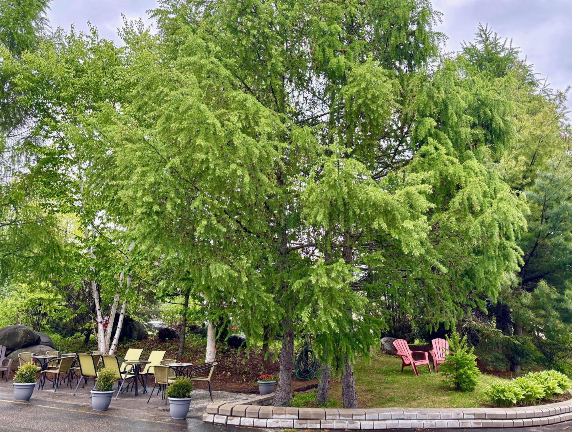 Motel Boutique Hygge Baie-Saint-Paul Dış mekan fotoğraf